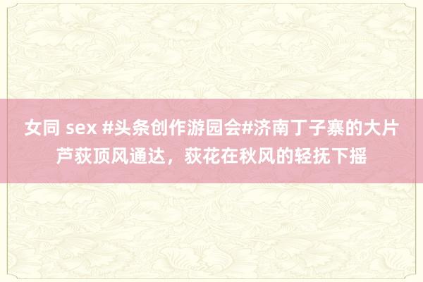 女同 sex #头条创作游园会#济南丁子寨的大片芦荻顶风通达，荻花在秋风的轻抚下摇